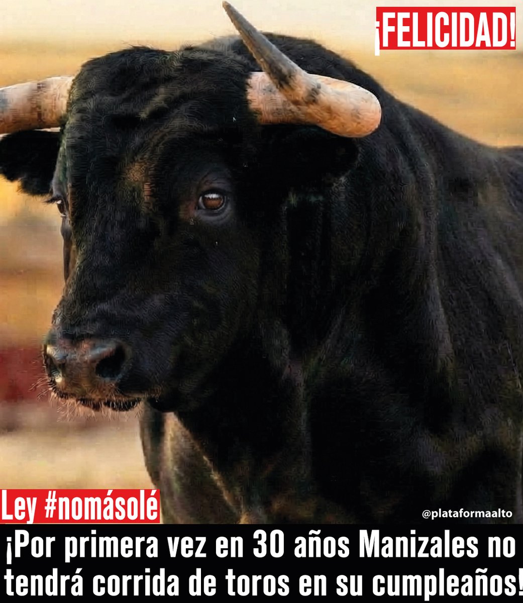 PlataformaALTO's tweet photo. ¡ATENCIÓN! Cormanizales anuncia que, por primera vez en 30 años, el cumpleaños de Manizales no se celebrará con corridas de toros

Gracias al Decreto 703/26, que prohíbe la tortura de animales en las plazas de toros en Colombia.

Esto demuestra que a los taurinos no les interesan las corridas sin sangre y muerte.

Este decreto reglamenta la Ley NoMásOlé, que prohibirá definitivamente las corridas de toros para siempre en julio de 2027, y las corralejas y otros eventos de maltrato animal en 2028.

Esta ley, de autoría de la senadora animalista Esmeralda Hernández, es un logro histórico de miles de personas y organizaciones como Plataforma ALTO, que hicimos este sueño posible tras años de lucha.