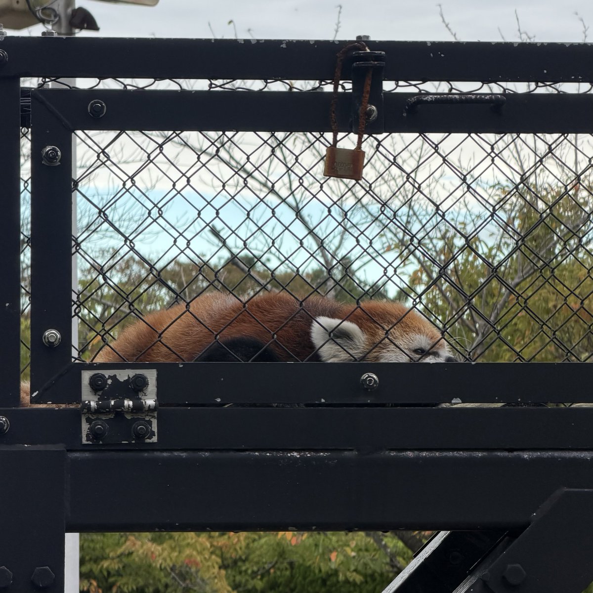 namakemofmof's tweet photo. 食べたらう🥑こして寝ーる💤

Sep. 2026

#レッサーパンダ
#大森山動物園 https://t.co/GXGsDj2JW3