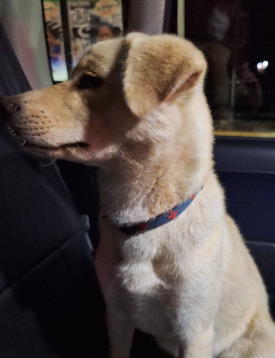 Enif_owo's tweet photo. 【迷子犬・拡散希望】

2026/10/8 18:30頃

京都府和束町湯船の路上にて迷子の犬を保護しました。
木津警察署に届け出済です。
【木津警察署番号：0774-72-0110】

犬種:雑種 　中型　
首輪あり　ネイビー地に赤の十字柄
性別:メス♀
毛色：クリーム・薄茶
性格:臆病
年齢：推定4歳未満
マイクロチップの有無は現在確認中です。

#迷子犬 #拡散希望 #京都府 #和束町 #保護犬 #木津信楽線