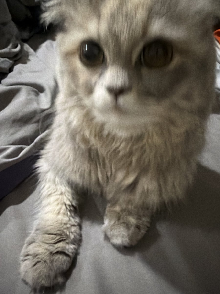 Pokesget's tweet photo. มากอดเลยย ทำเค้าตกใจเนี่ย🐈‍⬛ https://t.co/D13gAFDJRV