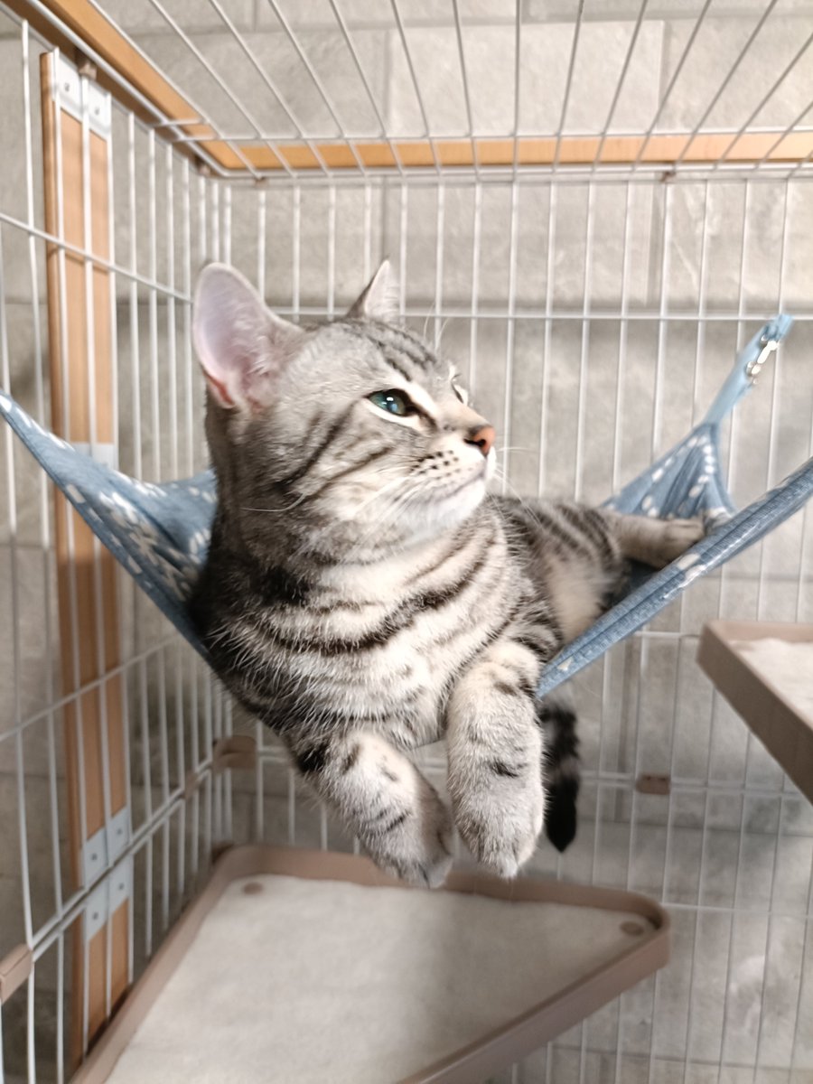 pino_notes's tweet photo. 「仕方ないからアゴぐらいは撫でさせてやってもいいですよ」
#猫のいる暮らし
#猫好きさんと繋がりたい https://t.co/9CGm5r0nux