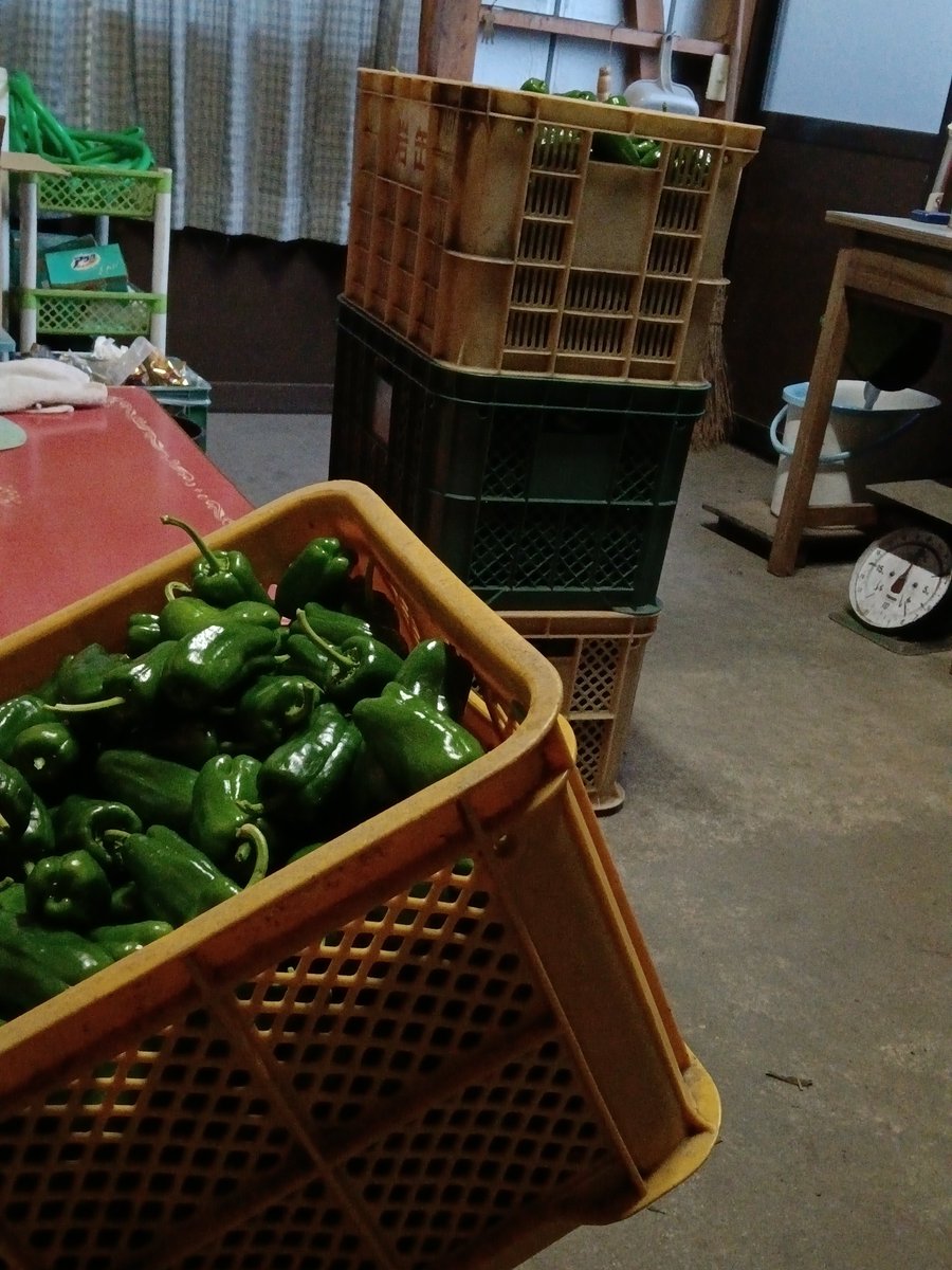 onoderafarm's tweet photo. 今日は昼過ぎからの収穫だったからこれから出荷準備作業スタート！明日の朝出荷になるなこれ。
#農家一年目 https://t.co/kRThUBxrGk