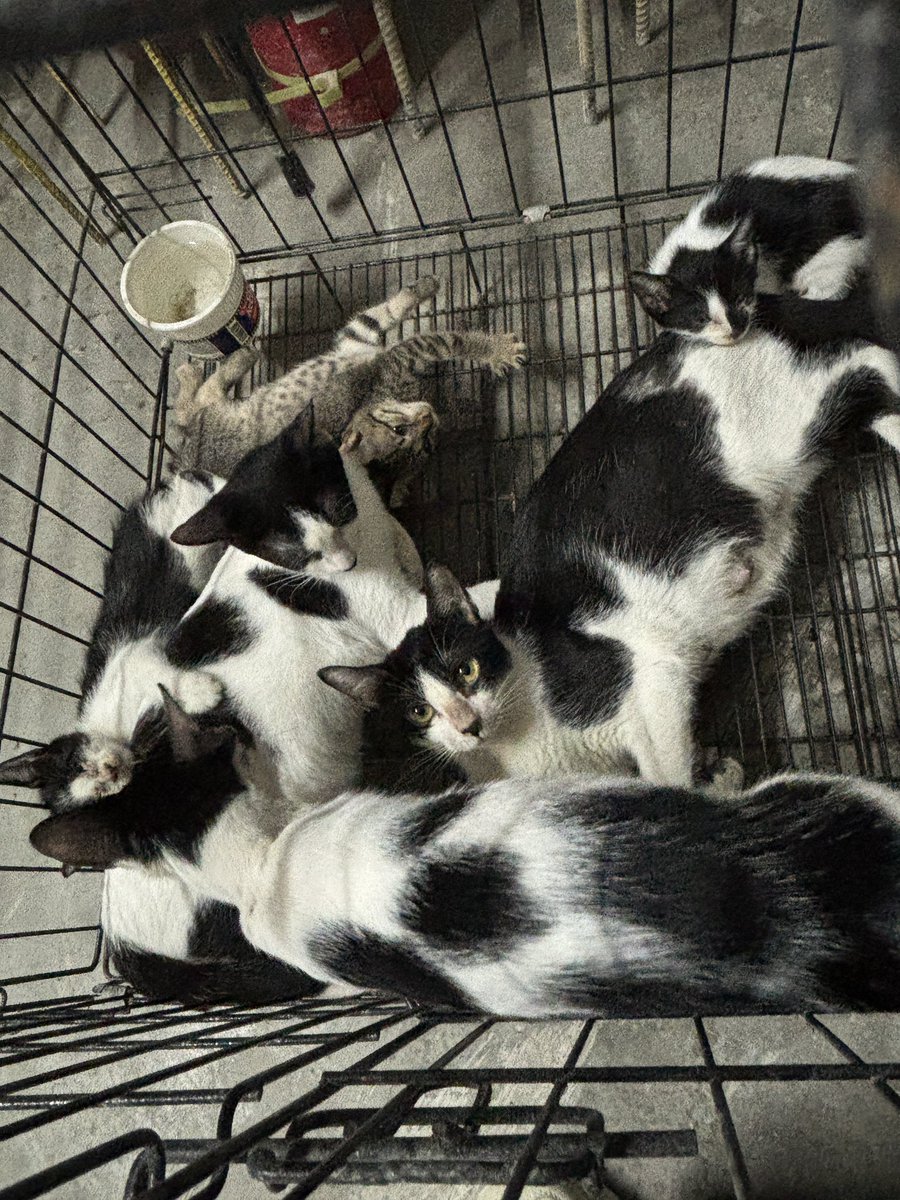 1427vgrrct's tweet photo. they are healthy cats po, well-fed dito sa site🥹 https://t.co/NnL2aMUHUa