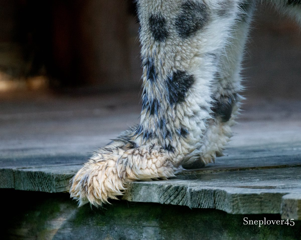 sneplover45's tweet photo. Joep with wet paws! This is because he had been walking through the morning dew :-)

#Snowleopard #Joep #DierenparkHoenderdaell https://t.co/egVdDdnfxd