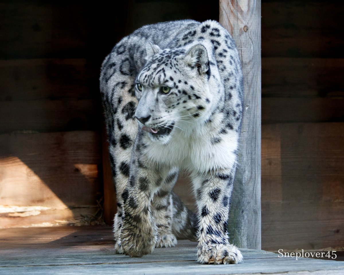 sneplover45's tweet photo. Joep with wet paws! This is because he had been walking through the morning dew :-)

#Snowleopard #Joep #DierenparkHoenderdaell https://t.co/egVdDdnfxd