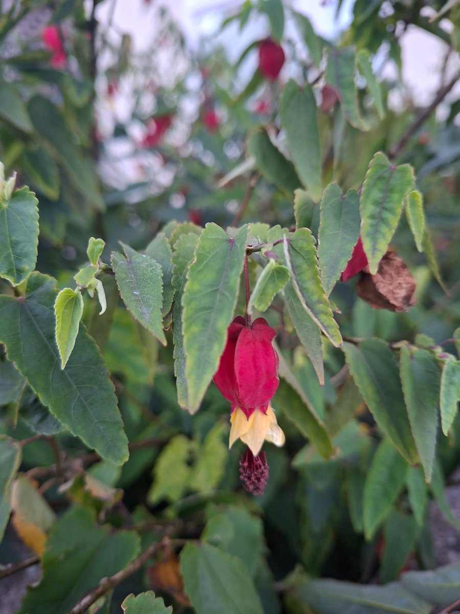 SwiftMary4's tweet photo. @ThefantasticsL I didn't think I'd seen this plant before seeing this post yesterday, but spotted it in a garden on an early walk this morning.  It's very pretty. https://t.co/VvG3aJANkb