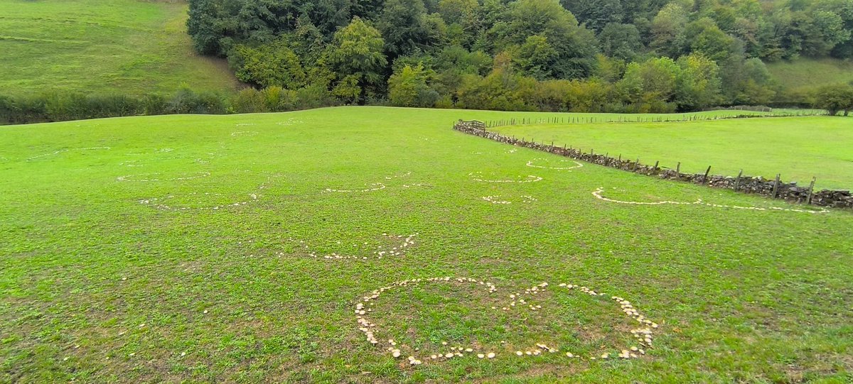 NavarraalNatura's tweet photo. La lluvia despierta corros de brujas en los prados de siego y diente. Bajo la hierba, el micelio dibuja en silencio los círculos de la vida.

El #otoño se vive también agachándose, acercando los ojos a la tierra. Y así, por los sentidos y el corazón, nos va conquistando. https://t.co/pV25XfxeDS