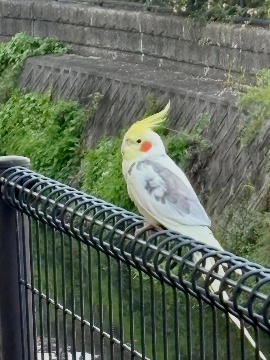 nari0104k's tweet photo. 2026年10月8日
大阪府にてオカメインコの目撃情報！
詳細不明。迷子サイトへの投稿をお願いしています🙏お探し中の方はいませんか？
 #迷子  #迷子鳥  #迷子インコ  #オカメインコ  #大阪府
https://t.co/rIx0xq745N https://t.co/HKJJXcomkD