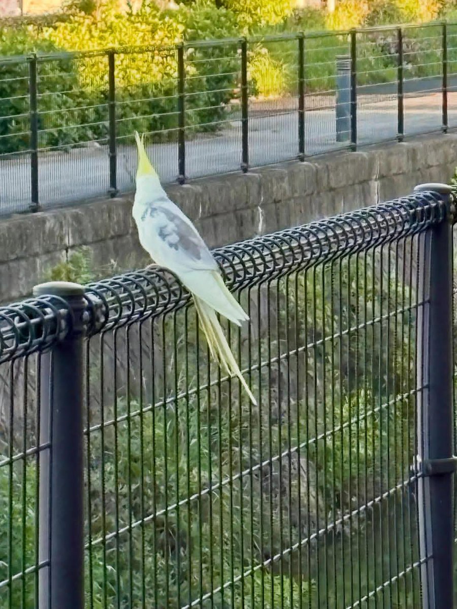 nari0104k's tweet photo. 2026年10月8日
大阪府にてオカメインコの目撃情報！
詳細不明。迷子サイトへの投稿をお願いしています🙏お探し中の方はいませんか？
 #迷子  #迷子鳥  #迷子インコ  #オカメインコ  #大阪府
https://t.co/rIx0xq745N https://t.co/HKJJXcomkD