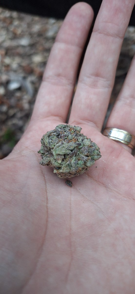 emmaisacooki's tweet photo. Not a stoner but holy fuck this was amazing https://t.co/XVKBgKwVwu