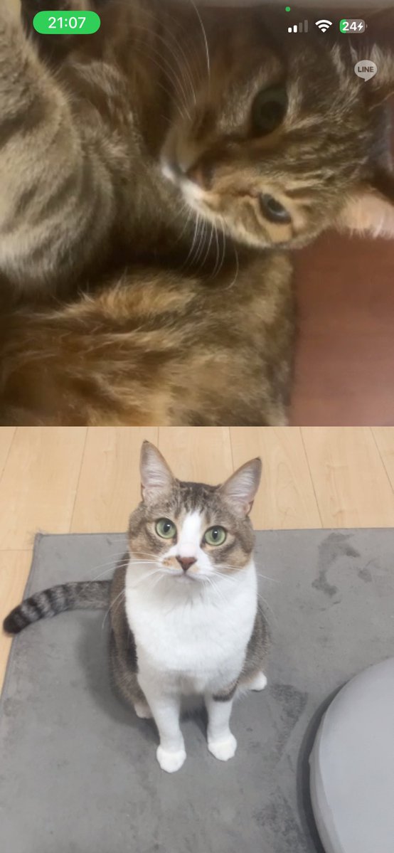 sm_1033_'s tweet photo. 猫同士ビデオ通話気まずそうでおもろい https://t.co/fPZZJ0JsUM