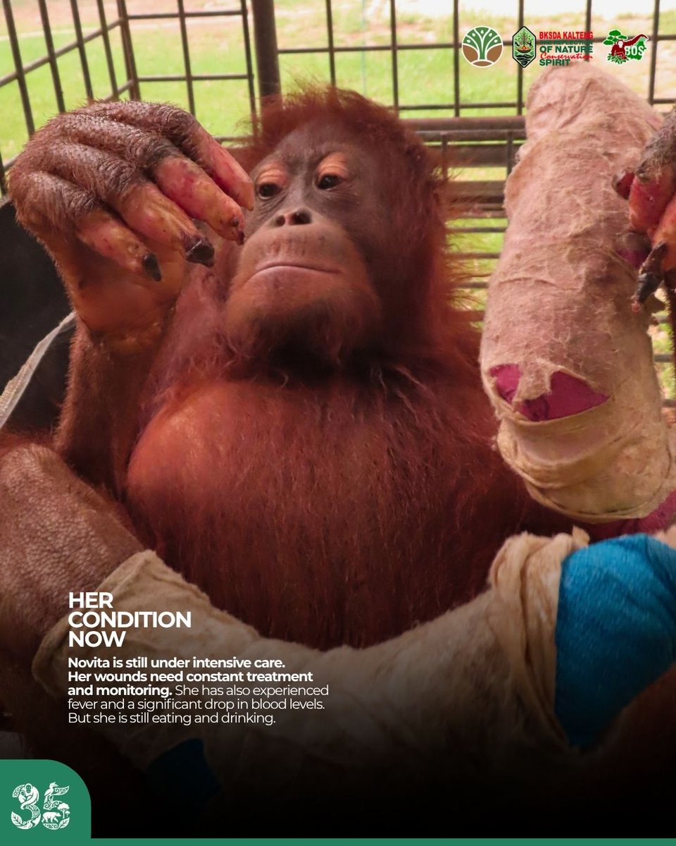 bornean_OU's tweet photo. Novita remains under intensive care at Nyaru Menteng. Once she recovers, rehabilitation will assess her mobility, climbing ability, and potential to return to the wild.

We still hope for that future 🦧

#SaveOrangutans https://t.co/nN6zcSVMrz