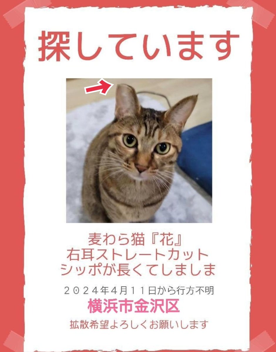 squirrelemi's tweet photo. 猫を探しています。花ちゃん4歳。右耳がまっすぐカット、明るい茶色、長い尻尾だけグレー✕黒の縞々模様です。2024年4月11日横浜市金沢区富岡東の自宅から私の不注意で外に出てしまい迷子のままです。花をずっと探しています。
#猫を探しています
#拡散希望ＲＴお願い致します 
#横浜市金沢区 https://t.co/MKU27fgjws