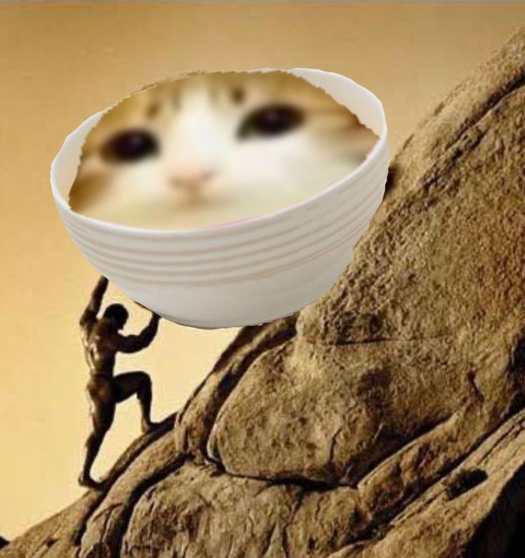 CheerfulMeowl's tweet photo. UP UP UP UP https://t.co/PF3icM0rJe