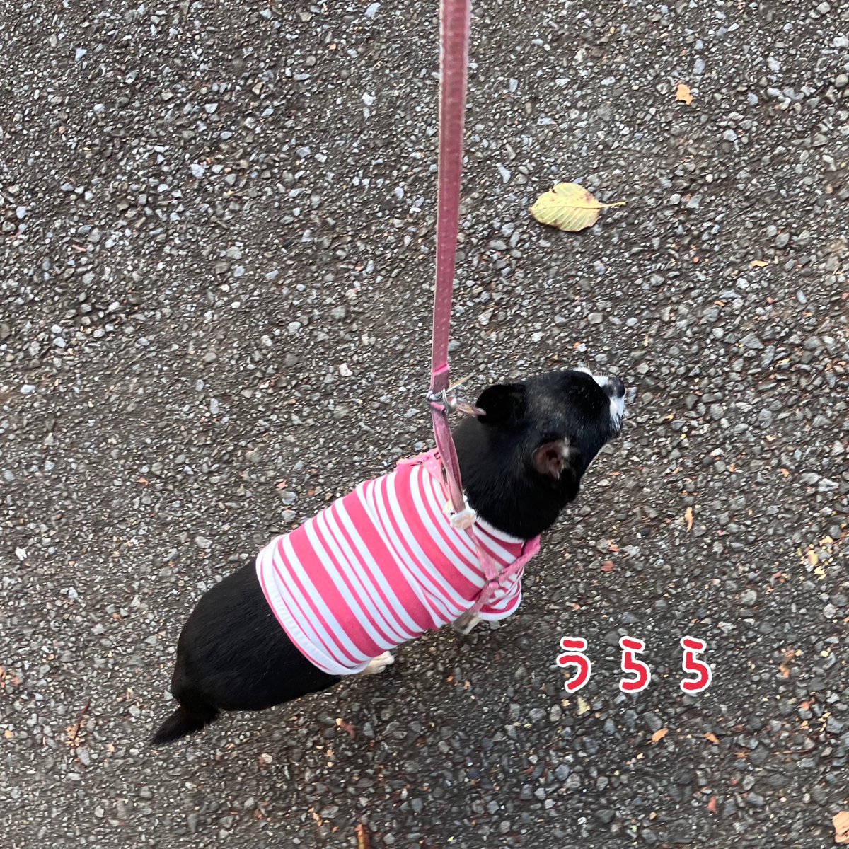 machiko_heidi's tweet photo. 気管の炎症で服薬中のうらら。お薬が効いてきて、まだ咳は出るものの元気になってきました😊
今日からお散歩も復活！
うららのカラダが薬にちゃんと反応してくれてよかった😊
#シニア犬14才 
#スムースコートチワワ https://t.co/rxRbEPu0ri
