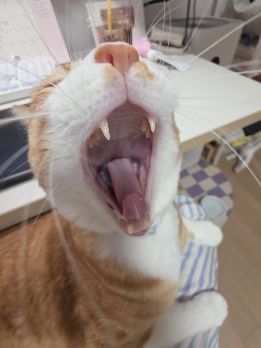 kimodeng0314's tweet photo. https://t.co/UubN9GsIyl
