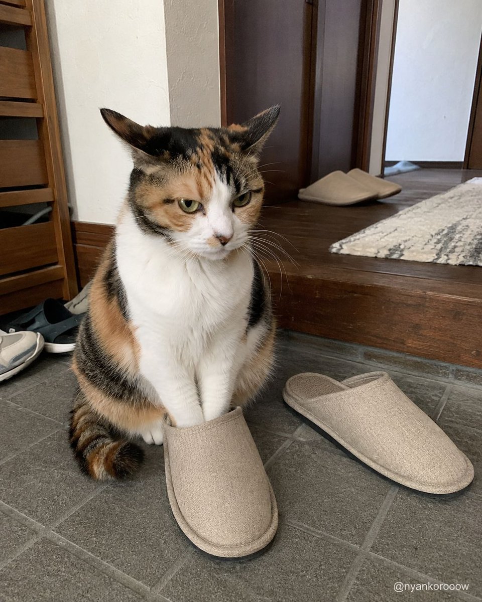 nyankorooow's tweet photo. 外出前の「行かせません」選手権、うちはスリッパ封鎖型です。 https://t.co/HlDo3Yl7tH