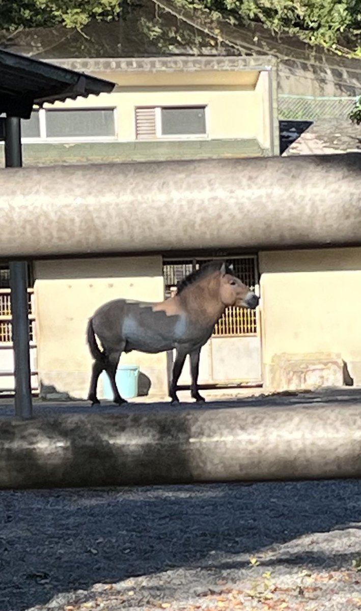 yusuke_omura's tweet photo. 遠すぎて良くないけどモウコノウマ　普段サラブレッドばかり見ているとびっくりする形をしている https://t.co/4rTYlNCLq4