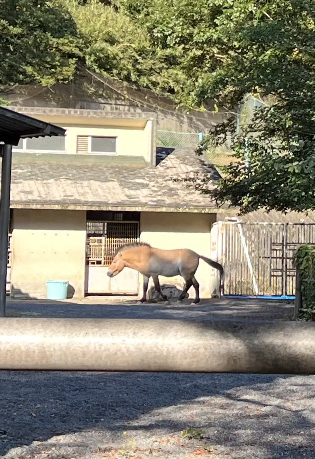 yusuke_omura's tweet photo. 遠すぎて良くないけどモウコノウマ　普段サラブレッドばかり見ているとびっくりする形をしている https://t.co/4rTYlNCLq4