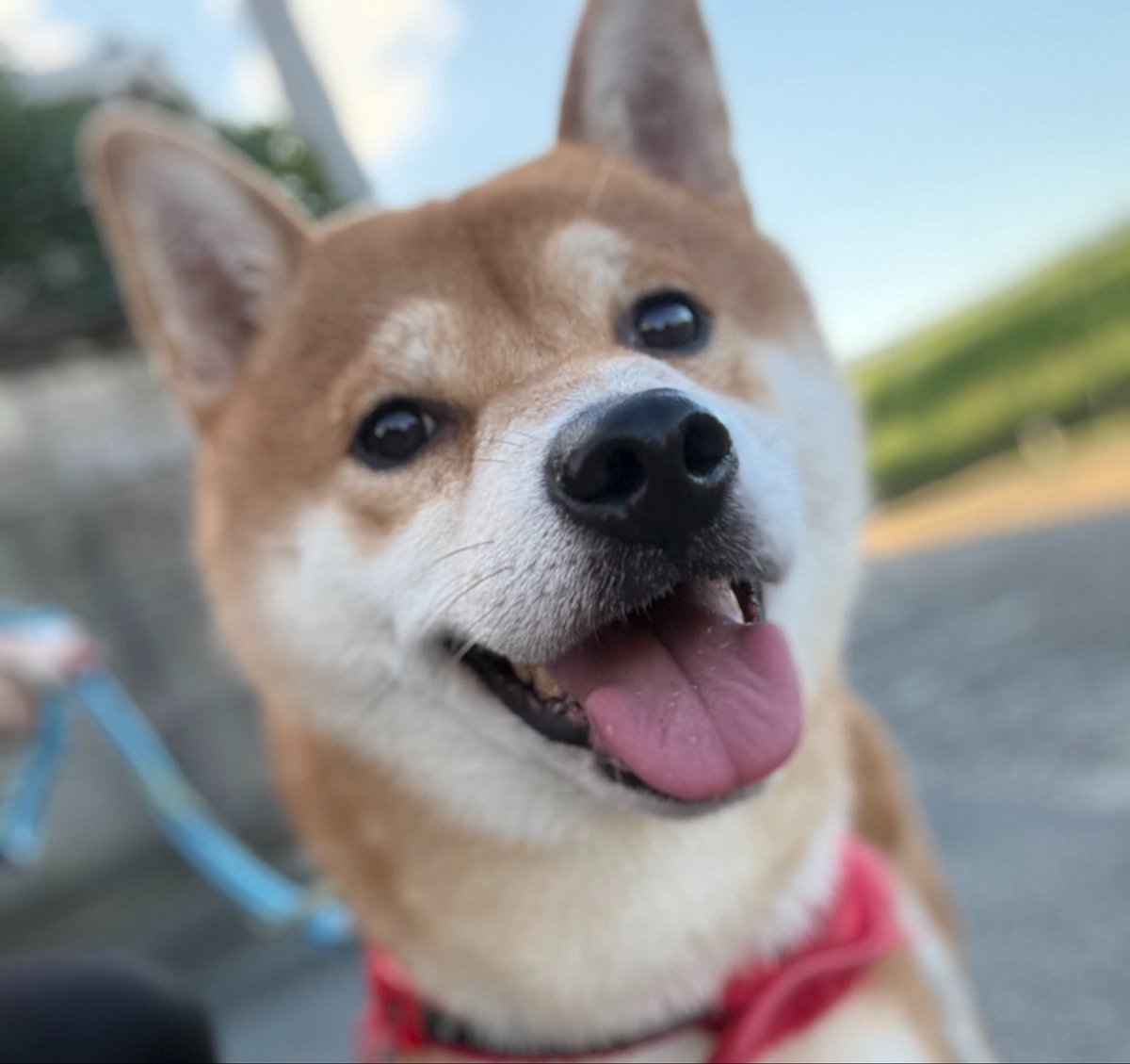 kota_m418's tweet photo. 今日も終わってからお散歩へ

最近少し落ち着いてきて

帰ってからも散歩して撮れるようになったよ

飼い主仕事も頑張ってます！！

少しずつすずしくなったとはいえ

暑いですね

木曜日もお疲れ様でした！
#ポートレート #柴犬 https://t.co/FkRkSUTgq7