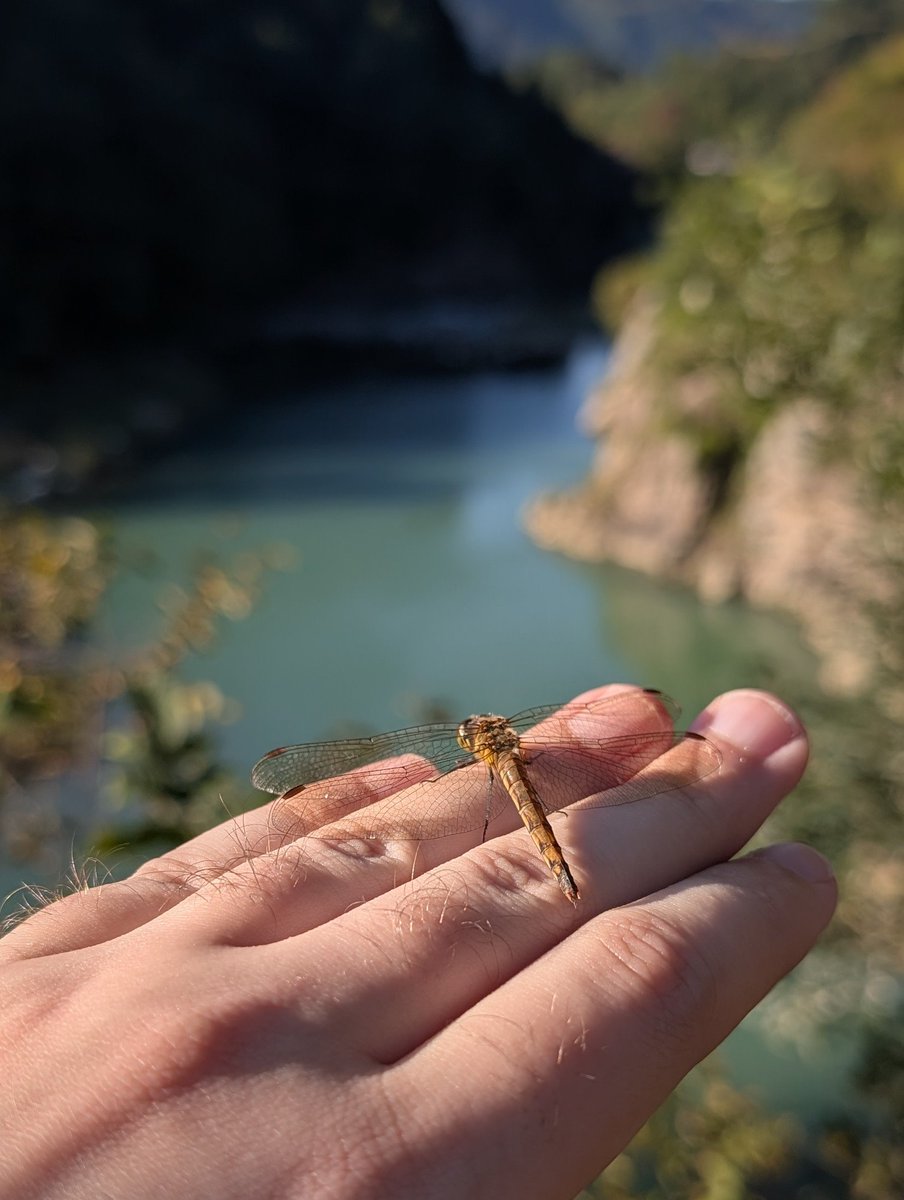 delroth's tweet photo. Made a friend https://t.co/BMtUeG3YZq