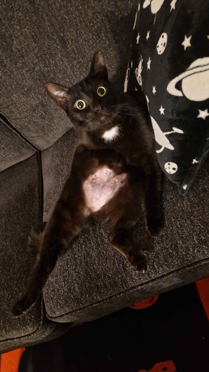eviltweets725's tweet photo. Genuinely what is this thing https://t.co/rEAoG5TCFn