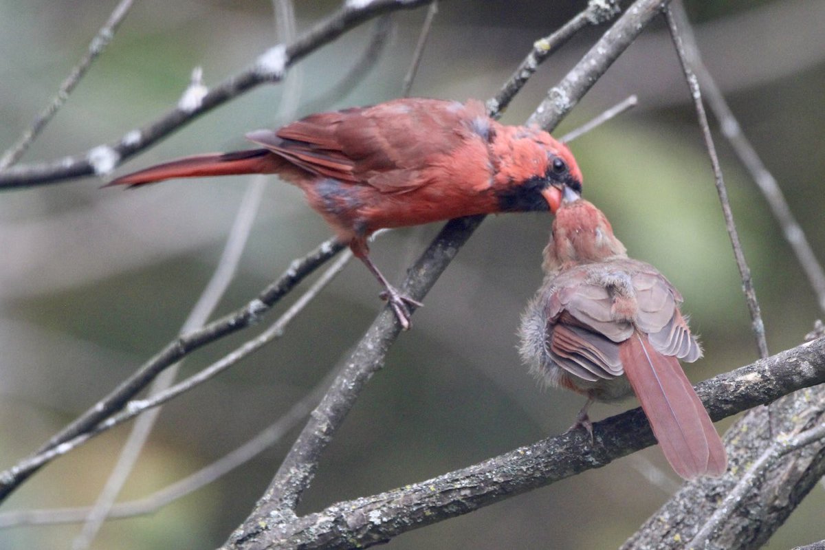 CatharineYogi's tweet photo. Oh my! The absolutely fluffiest little Cardinal I have ever seen!  Waiting for Dad, just so precious ❤️ #northerncardinal #birds #birdphotography #BirdTwitter #TwitterNatureCommunity #TwitterNaturePhotography ❤️ https://t.co/j1Mh4yb574