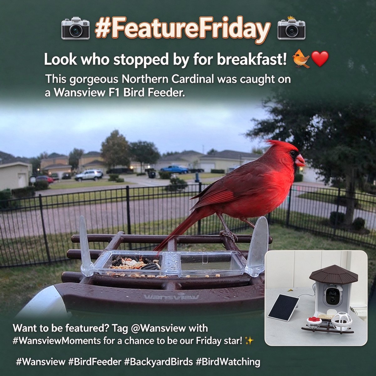 Wansviewoffical's tweet photo. 📸 #FeatureFriday 📸
Look who stopped by for breakfast! 🐦❤️ This gorgeous #NorthernCardinal was caught on a Wansview F1 Bird Feeder.
Want to be featured? Tag @Wansview with #WansviewMoments for a chance to be our Friday star! ✨
#Wansview #BirdFeeder #BackyardBirds #BirdWatching https://t.co/nJecdzZdnc
