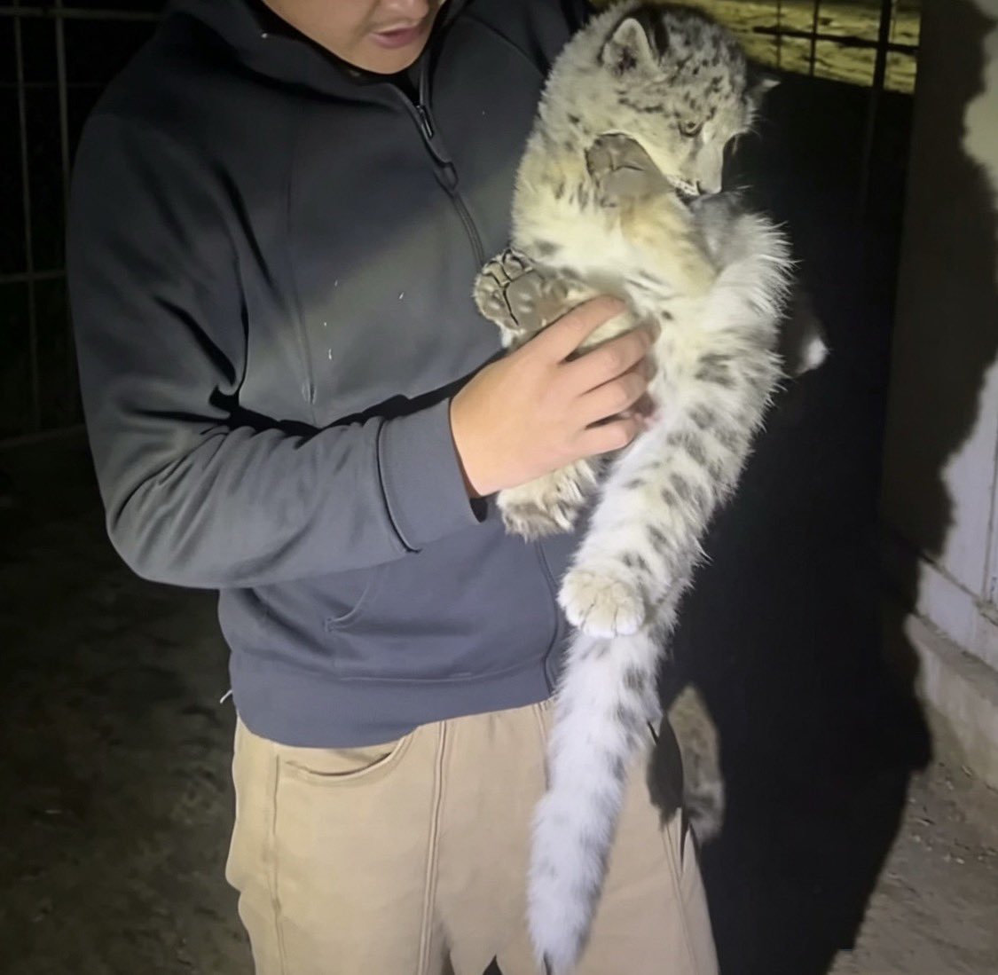 sneplover45's tweet photo. NEW SNEP ALERT 🚨 🇨🇳

This snow leopard cub was found weak and alone a few days ago in the Chinese province Qinghai. The sneplet has been sent to Qinghai Provincial Wildlife Rescue and Breeding Centre where it is getting professional medical treatment 

Source: China Green Times https://t.co/kne96rNeLt