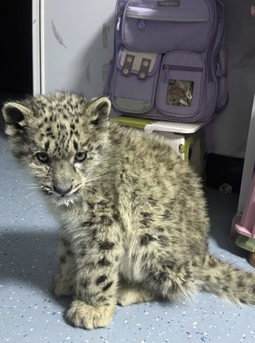 sneplover45's tweet photo. NEW SNEP ALERT 🚨 🇨🇳

This snow leopard cub was found weak and alone a few days ago in the Chinese province Qinghai. The sneplet has been sent to Qinghai Provincial Wildlife Rescue and Breeding Centre where it is getting professional medical treatment 

Source: China Green Times https://t.co/kne96rNeLt