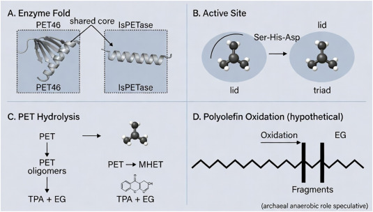 BioDesignR's tweet photo. Can extremophile archaea help tackle persistent plastics? This review examines archaeal bioremediation of polyolefins and polyesters in extreme environments. #BioDesignResearch #Bioremediation #Archaea
 DOI: https://t.co/1Z7t7BEkO9 https://t.co/ZRBitipV1D