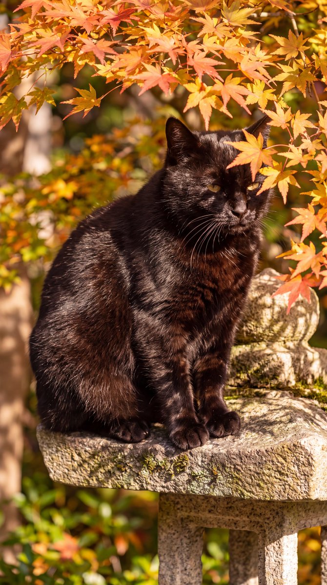 wa_cats's tweet photo. 秋の木漏れ日と猫 https://t.co/9S7Gc4r6hw