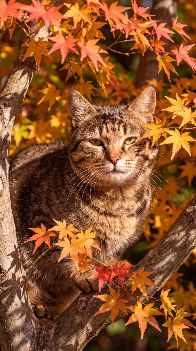 wa_cats's tweet photo. 秋の木漏れ日と猫 https://t.co/9S7Gc4r6hw