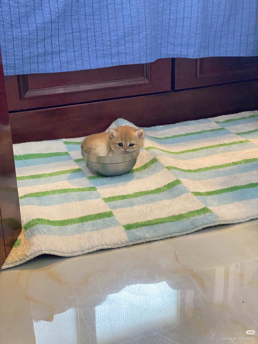 nocontextscats's tweet photo. super smol https://t.co/8H9DjNJmd9