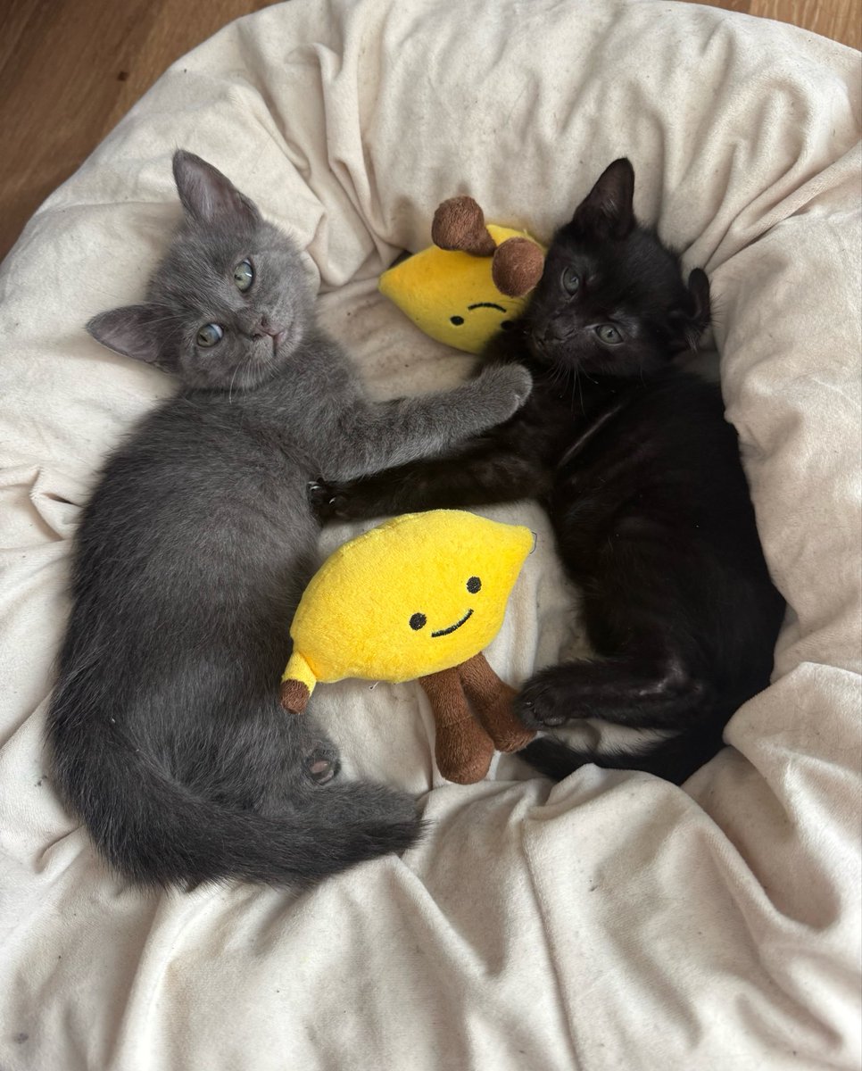 hailtothecatss's tweet photo. https://t.co/yOntEFvaMo