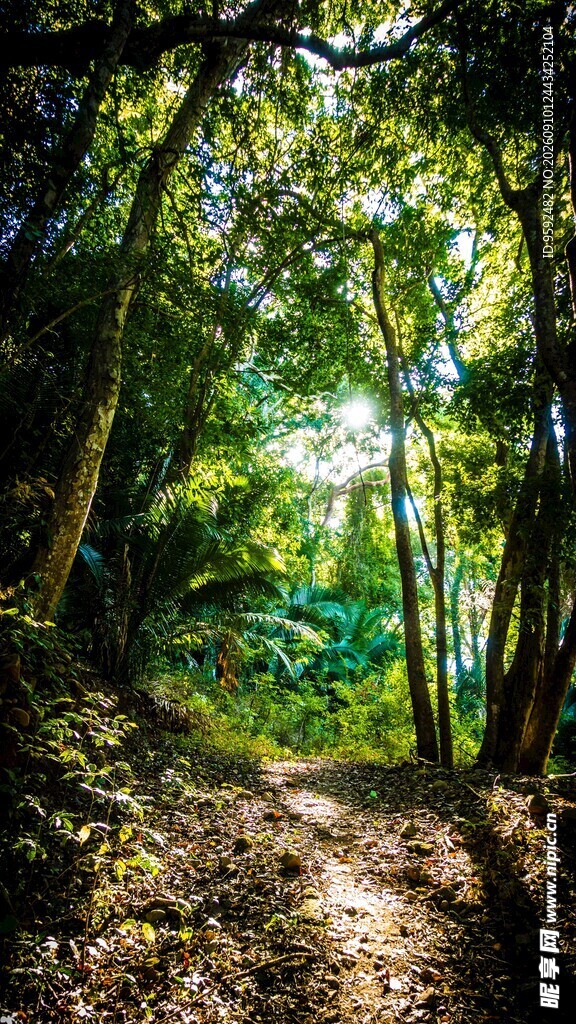 kekky_p's tweet photo. The climbing rattan, mire residue, brown fallen leaf and advising palm are hidden in this wild forest trail – a tiny, beautiful detail I stumbled on today. https://t.co/o3KWmdAEnD