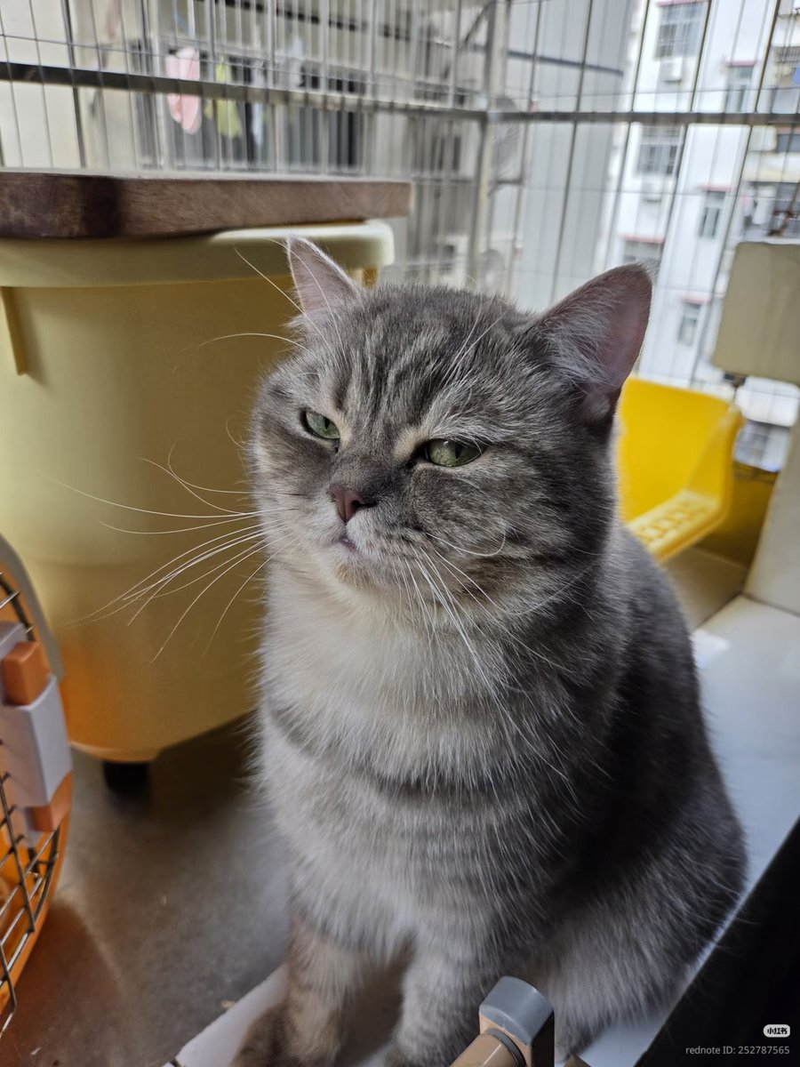 nocontextscats's tweet photo. Bombastic side eye https://t.co/kIzDrNPuwj