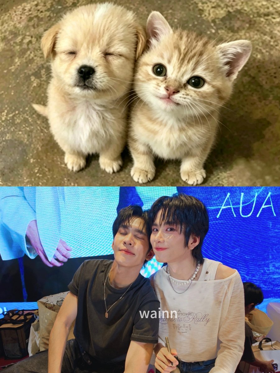 Xhvv9in's tweet photo. Puppy &amp; Kitty🐾

#auausave #auautnp #savewrg https://t.co/CWJcdzDJcG