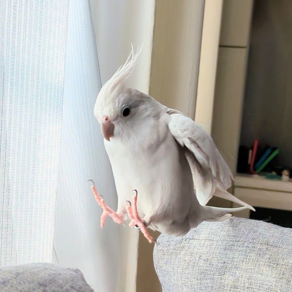 torichandayone's tweet photo. 同じ鳥です https://t.co/NivI4BArQ5