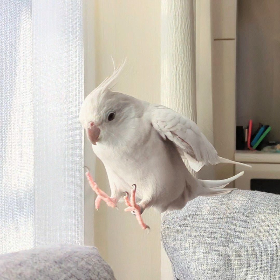 torichandayone's tweet photo. 同じ鳥です https://t.co/NivI4BArQ5