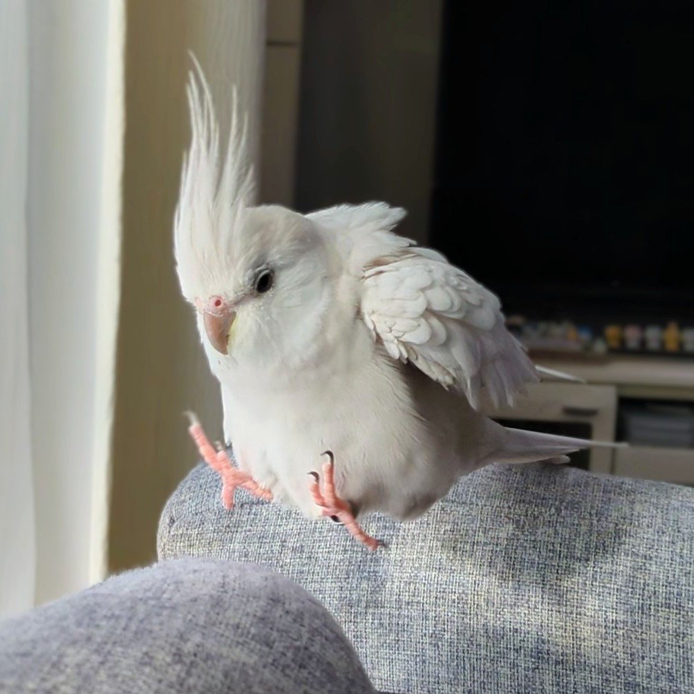 torichandayone's tweet photo. 同じ鳥です https://t.co/NivI4BArQ5