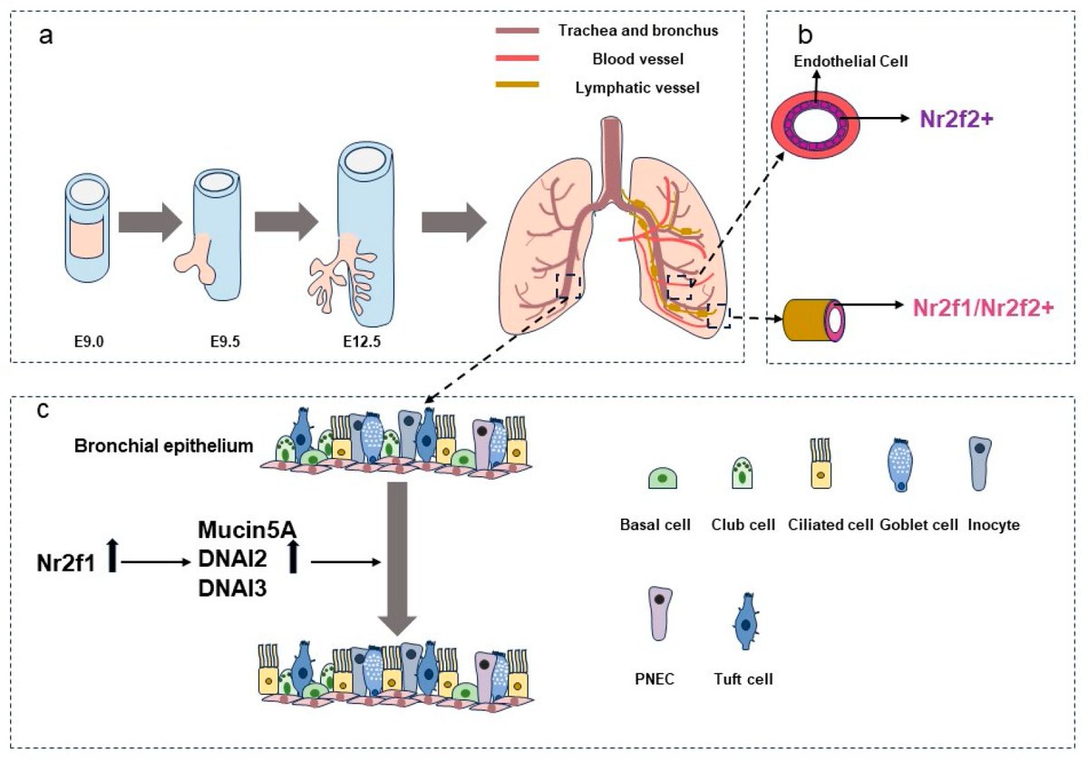 JDBMDPI's tweet photo. 📢Highly Cited Paper

📝 Roles of the NR2F Family in the Development, Disease, and Cancer of the Lung
👥Jiaxin Yang, Wenjing Sun, and Guizhong Cui. Guangzhou Medical University

📖 https://t.co/RkOKEQZpmH

#DevBio #LungDevelopment #LungCancer #NuclearReceptors #MDPI https://t.co/btHfrdrmWT