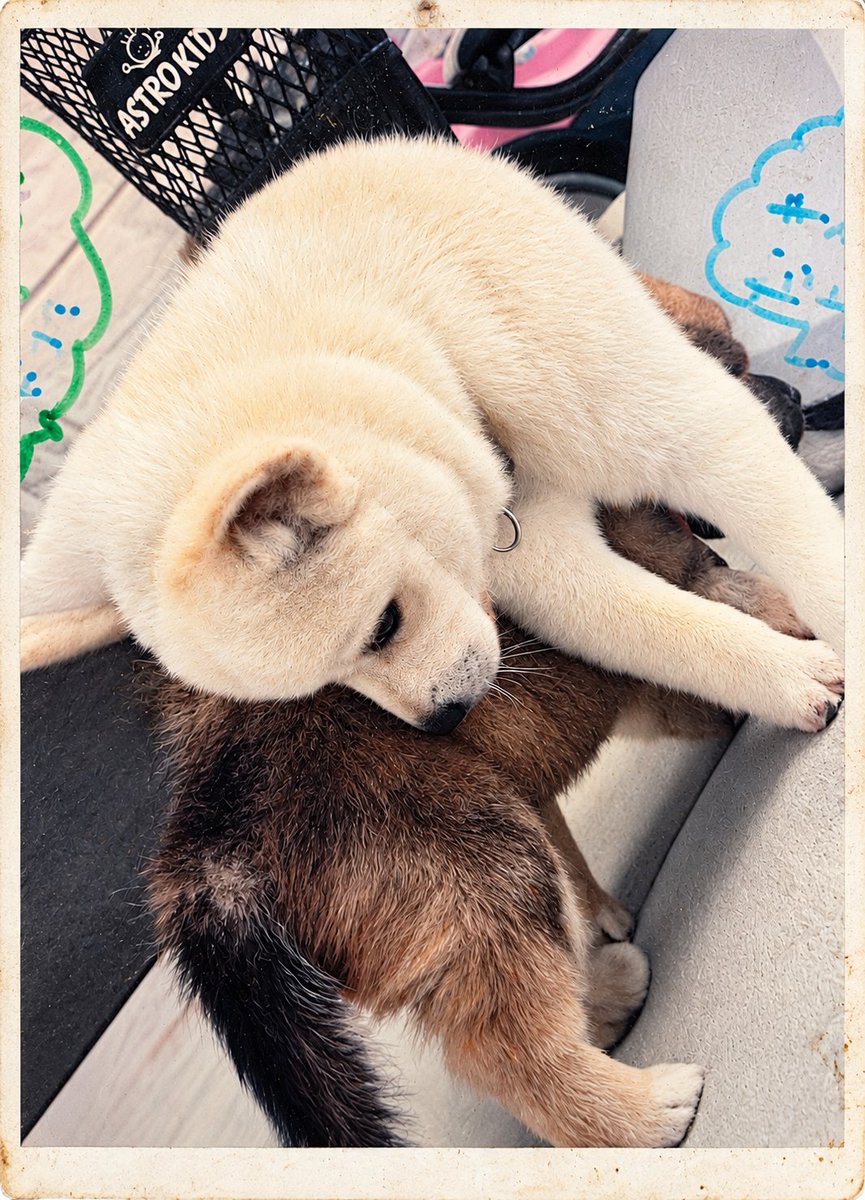 maro_wan_0930's tweet photo. パピーの頃かな？
私が幼稚園生くらいから小学校高学年くらいまで飼ってたワンコ
柴系だけどめちゃくちゃ雑種🐶✨ https://t.co/2kcELfAE8S