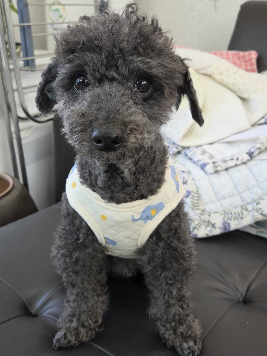 PoodleCharles's tweet photo. 착순이 강아지 내복 사입혔는데 완전 아가같으다 귀여워♡ https://t.co/38NO4fWCPU