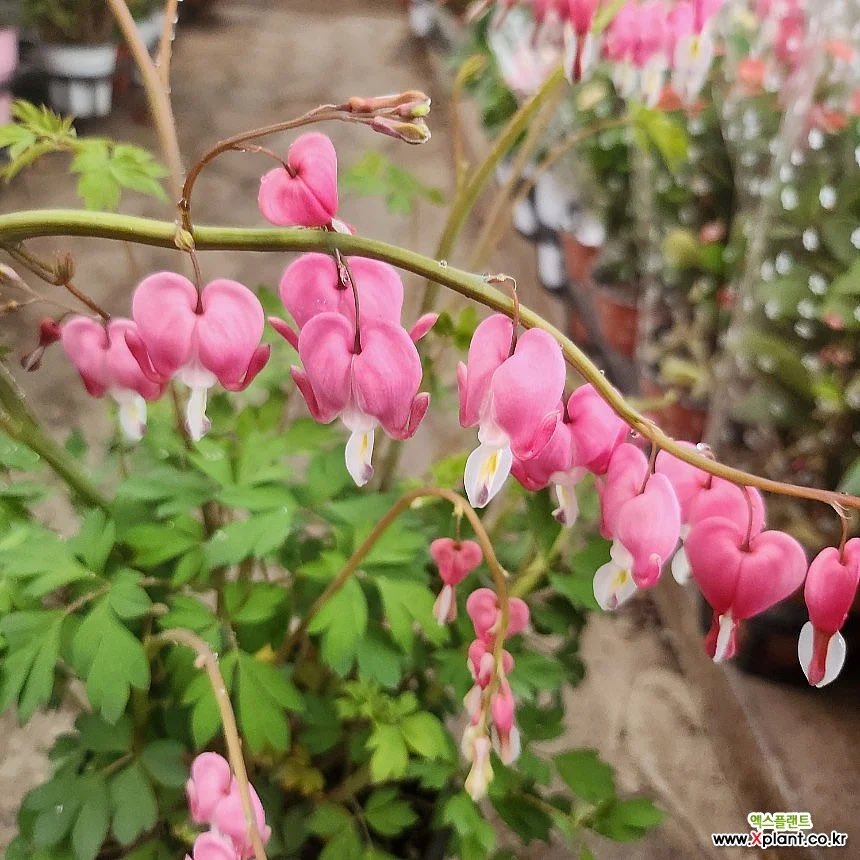 Ko3ji_37's tweet photo. Cyrene with this flower https://t.co/jKlXexxduZ
