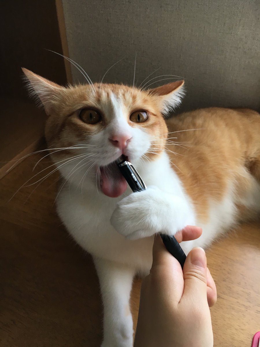 Ria_Loss's tweet photo. オレンジの猫がバカなわけないだろう https://t.co/65PSbCqyGI