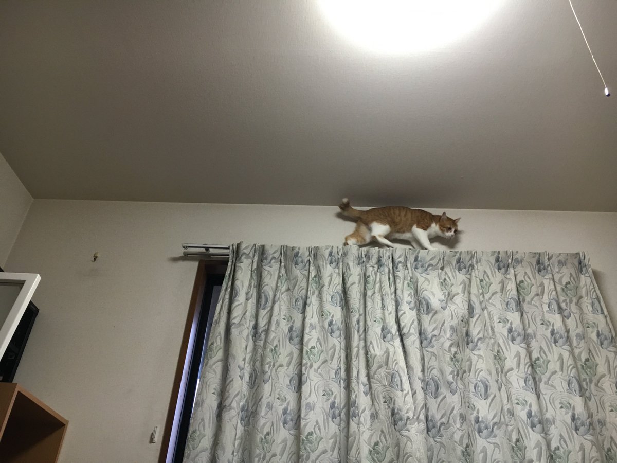 Ria_Loss's tweet photo. オレンジの猫がバカなわけないだろう https://t.co/65PSbCqyGI