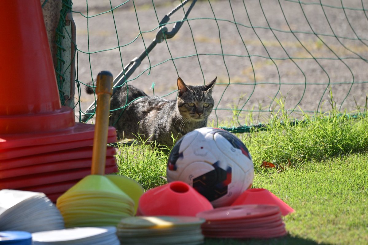 ehime_fc's tweet photo. 🐈‍⬛｜新加入（?）にゃんこのお知らせ
#ehimefc #愛媛FC 🐾

この度、ネッコ様がサンパークに来場したことをお知らせします。

とても人懐こく、おしゃべり大好きな甘えん坊の男の子に、選手・スタッフたちはもうメロメロ。

圧倒的猫派の #谷岡昌 選手と #藤本佳希 選手は、
連れて帰る勢いでした😂

ちなみに、このネッコ様。
どこから来たのか、どこかのおうちの子なのか…
前所属情報が全くわかりません。

なにか情報をお持ちの方はぜひ教えてください…🙇🏻‍♂️
