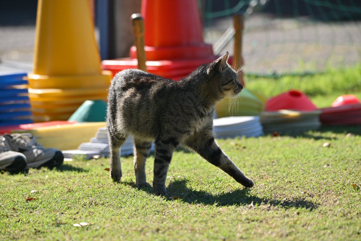 ehime_fc's tweet photo. 🐈‍⬛｜新加入（?）にゃんこのお知らせ
#ehimefc #愛媛FC 🐾

この度、ネッコ様がサンパークに来場したことをお知らせします。

とても人懐こく、おしゃべり大好きな甘えん坊の男の子に、選手・スタッフたちはもうメロメロ。

圧倒的猫派の #谷岡昌 選手と #藤本佳希 選手は、
連れて帰る勢いでした😂

ちなみに、このネッコ様。
どこから来たのか、どこかのおうちの子なのか…
前所属情報が全くわかりません。

なにか情報をお持ちの方はぜひ教えてください…🙇🏻‍♂️