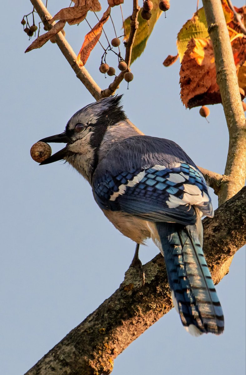 paulhayes55's tweet photo. Blue Jay. https://t.co/fHISnK8Pzt